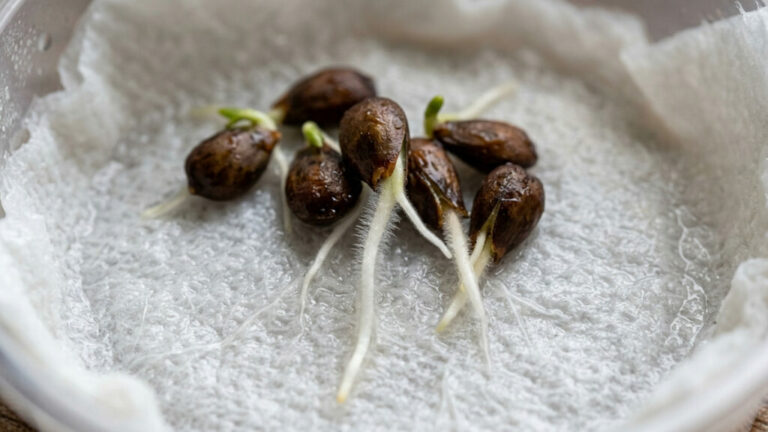 Como germinar sementes de maçã (Foto: IA)