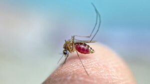 Ilustração mosquito (Foto: Pexels)