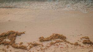 Alga no litoral (Foto: Pexels)