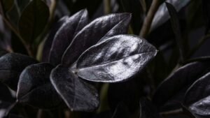 Zamioculca black (Foto: IA)