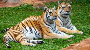 Foto: Zoo SP