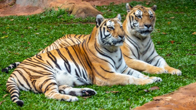 Foto: Zoo SP