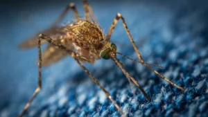 Mosquito (Foto: Pexels)