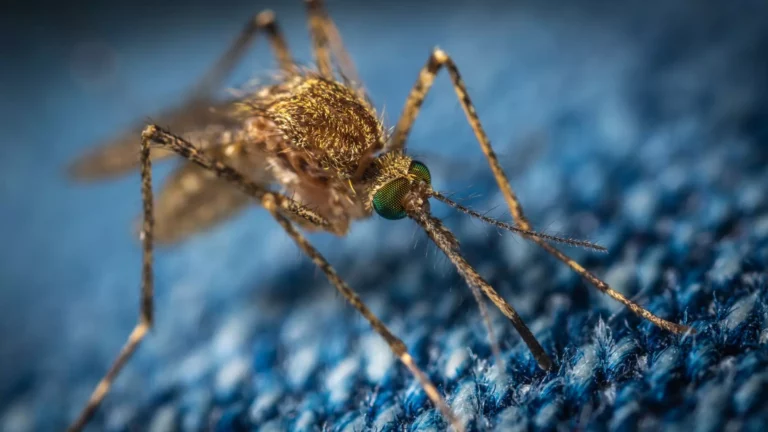 Mosquito (Foto: Pexels)