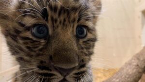 Filhote de leopardo-de-amur (Foto: Rosamond Gifford Zoo)